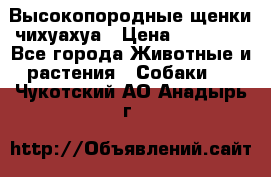Высокопородные щенки чихуахуа › Цена ­ 25 000 - Все города Животные и растения » Собаки   . Чукотский АО,Анадырь г.